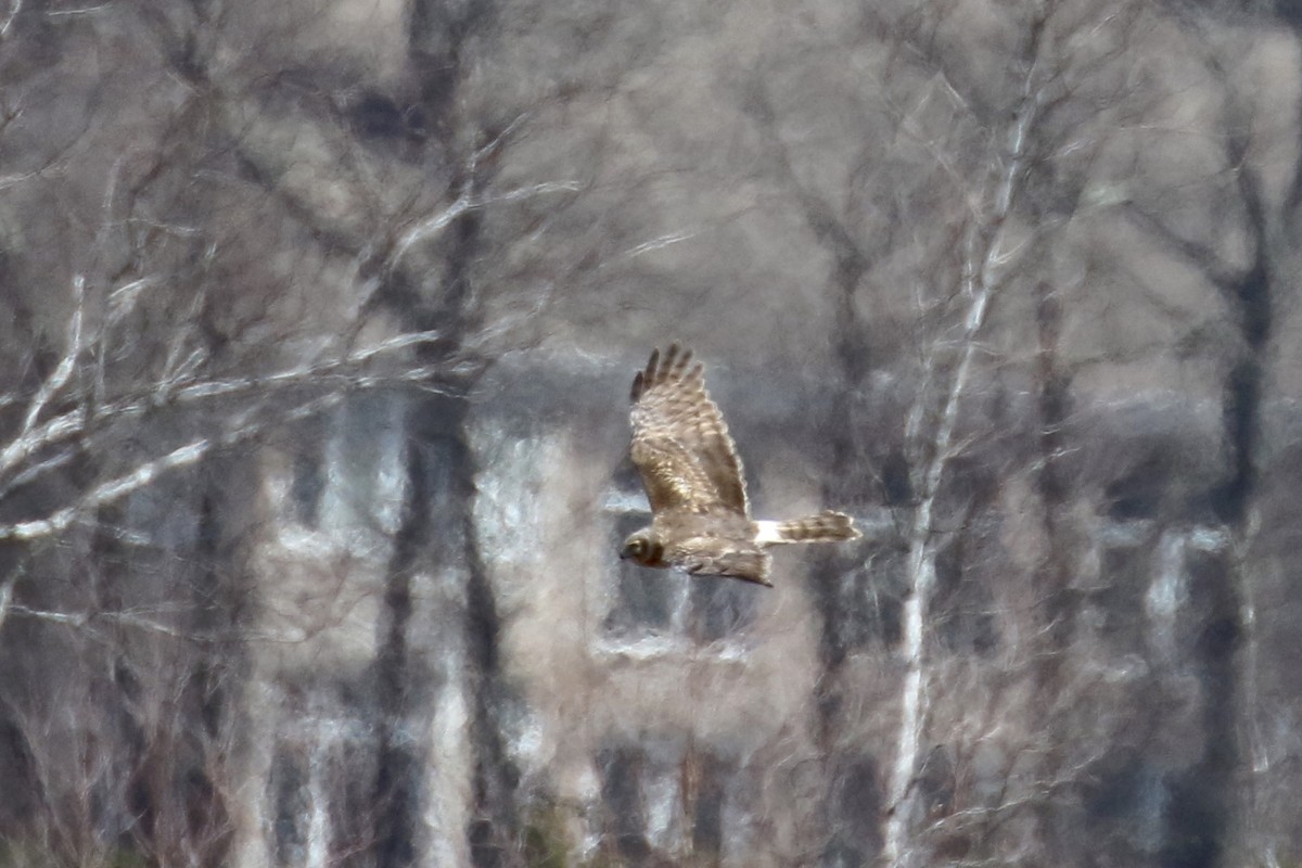 Northern Harrier - ML221720591
