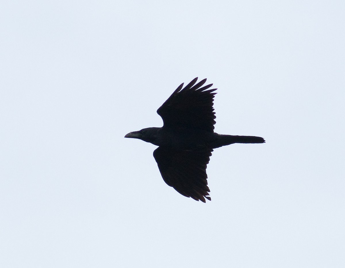 Common Raven - ML221723001