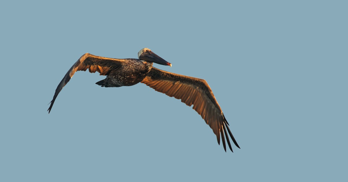 Бурый пеликан (carolinensis) - ML22172641
