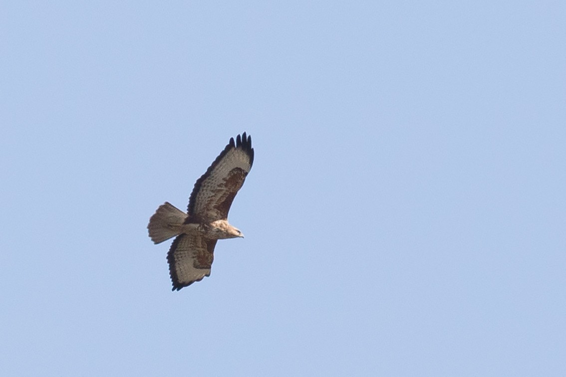 Common Buzzard (Steppe) - ML221727011