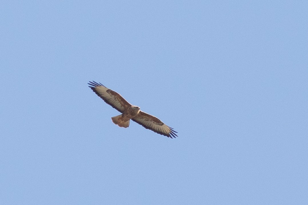 Common Buzzard (Steppe) - ML221727021