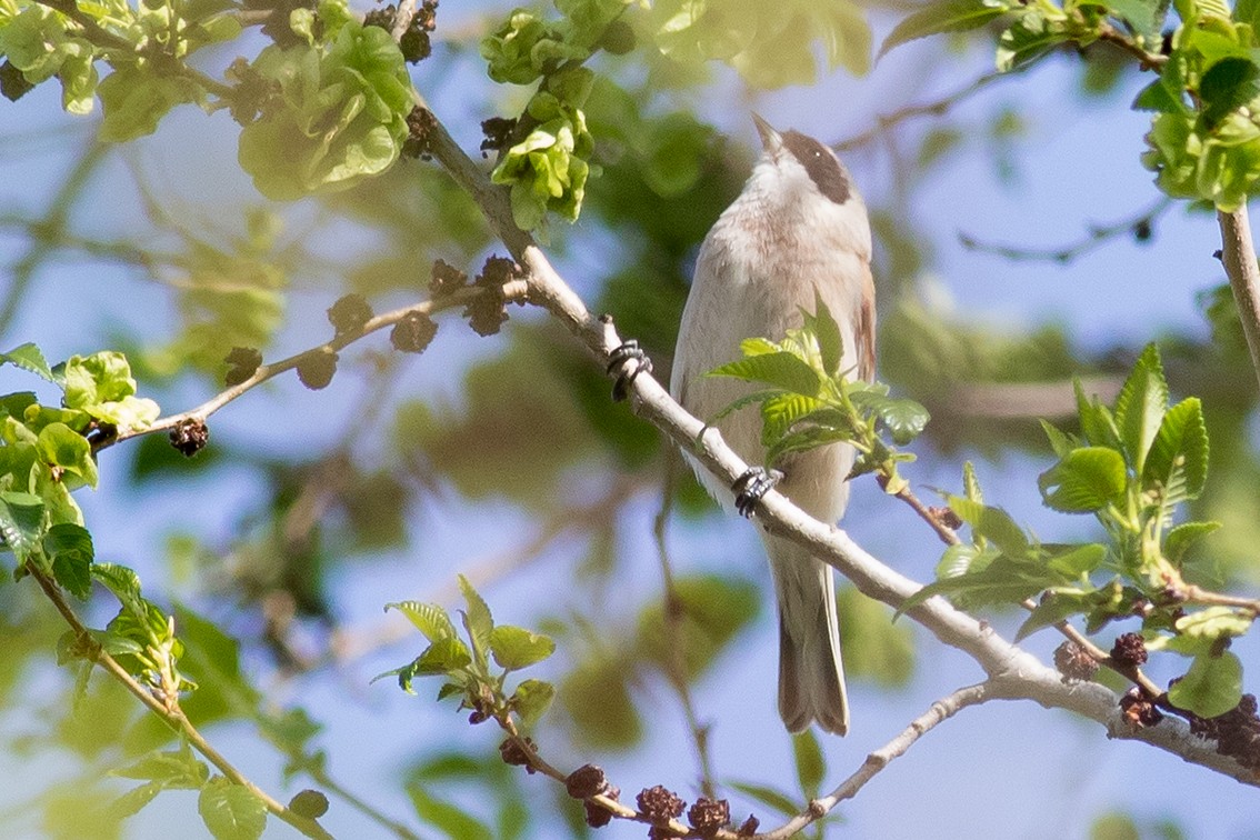 Eurasian Penduline-Tit - ML221727261