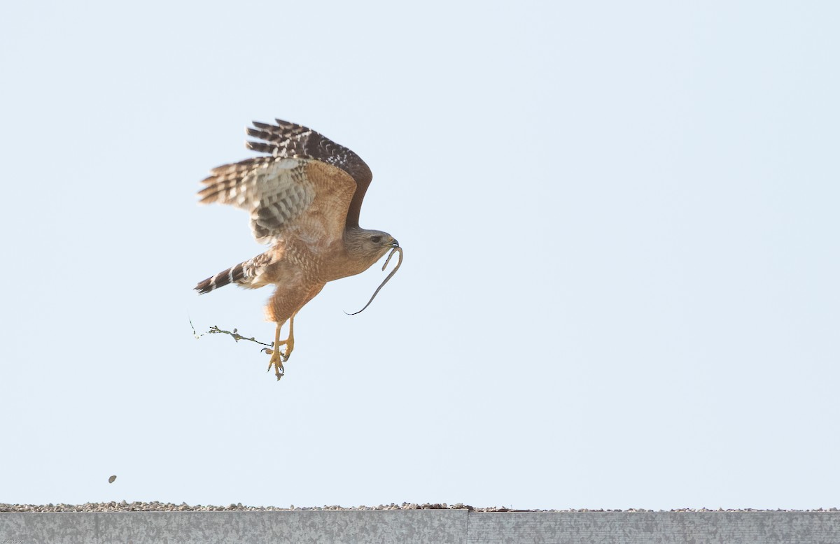Red-shouldered Hawk - ML221727371