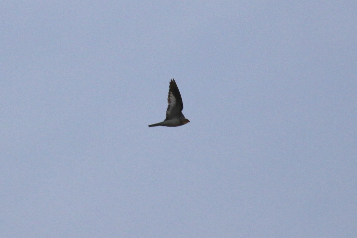 Sand-colored Nighthawk - Denis Tétreault