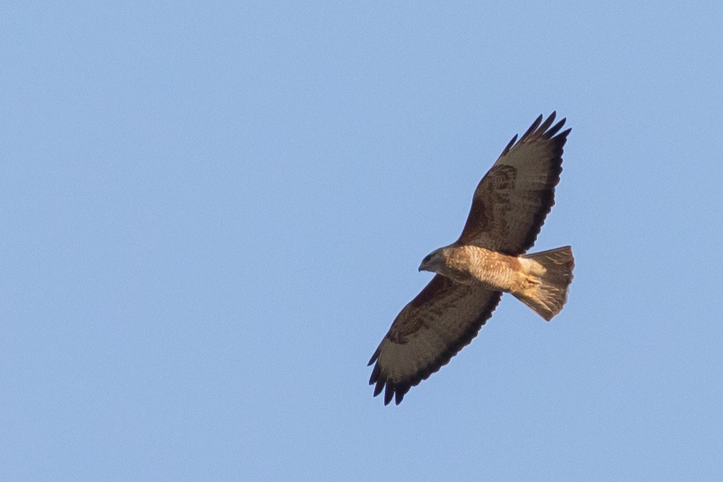 Common Buzzard (Steppe) - ML221727711