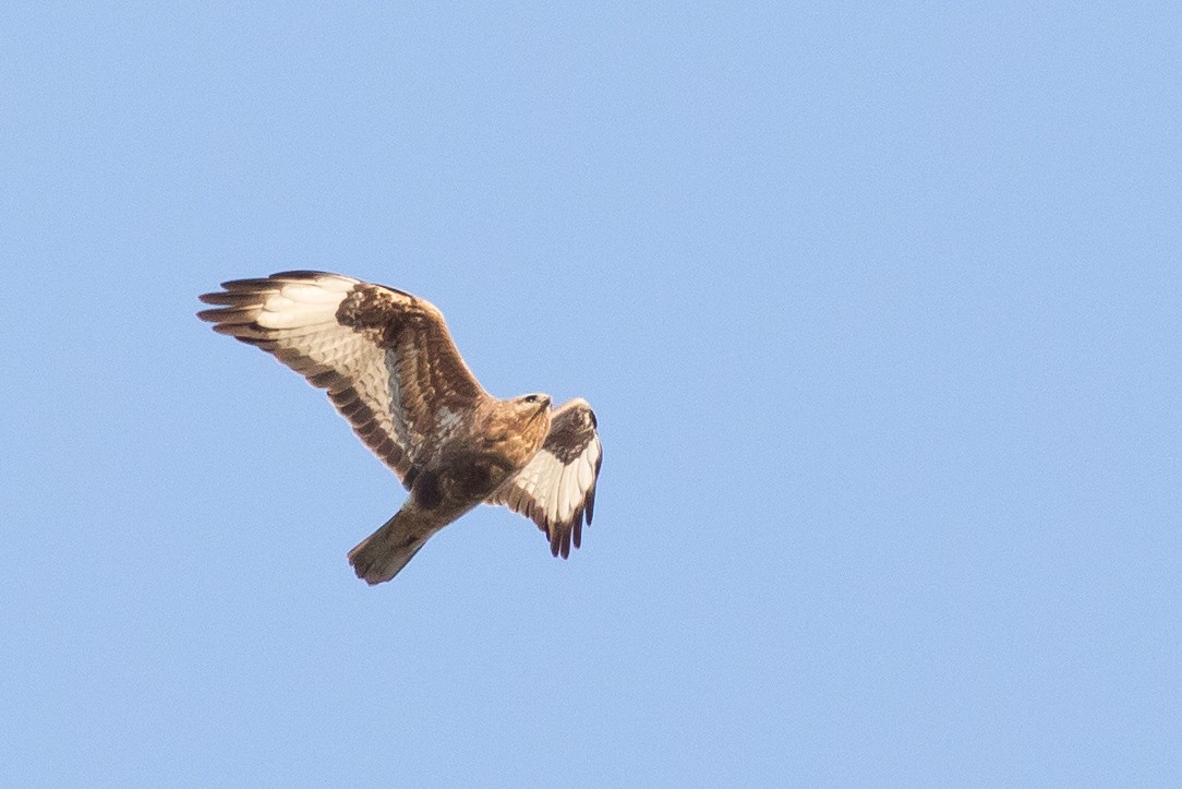 Common Buzzard (Steppe) - ML221727721