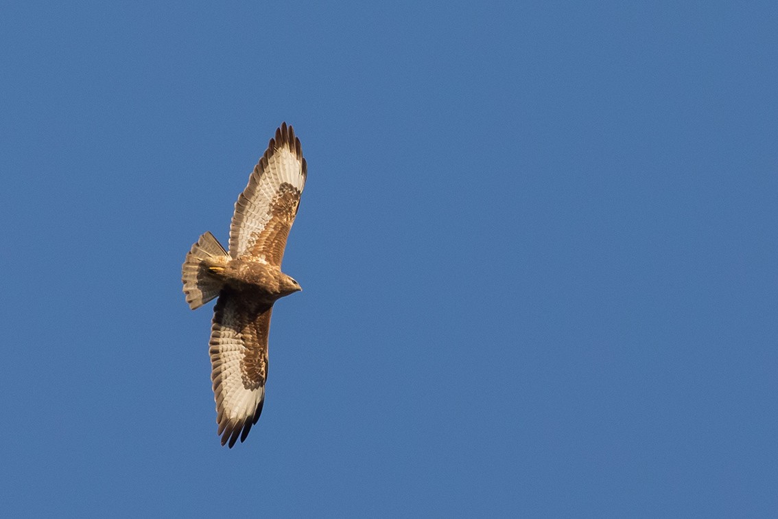 Common Buzzard (Steppe) - ML221727761