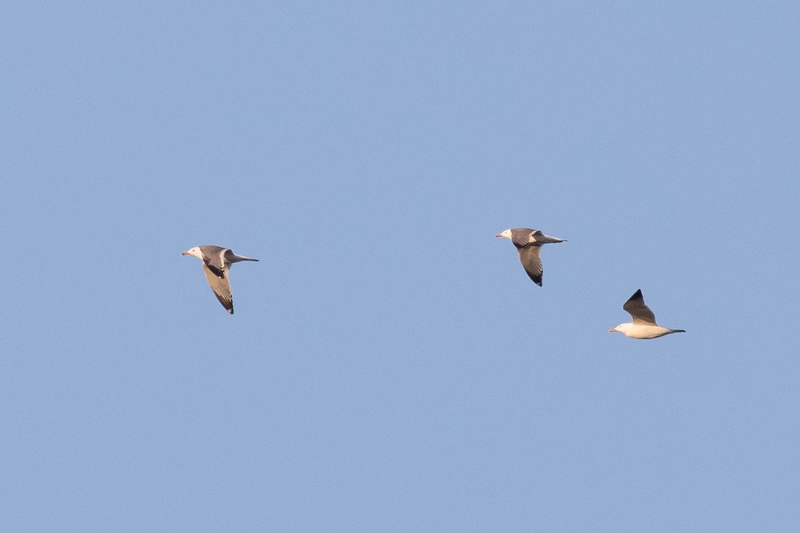 Lesser Black-backed Gull (Steppe) - ML221727911