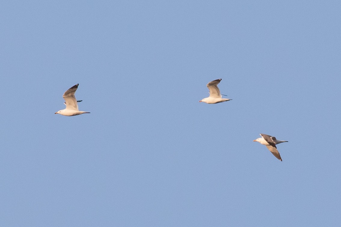 Lesser Black-backed Gull (Steppe) - ML221727921