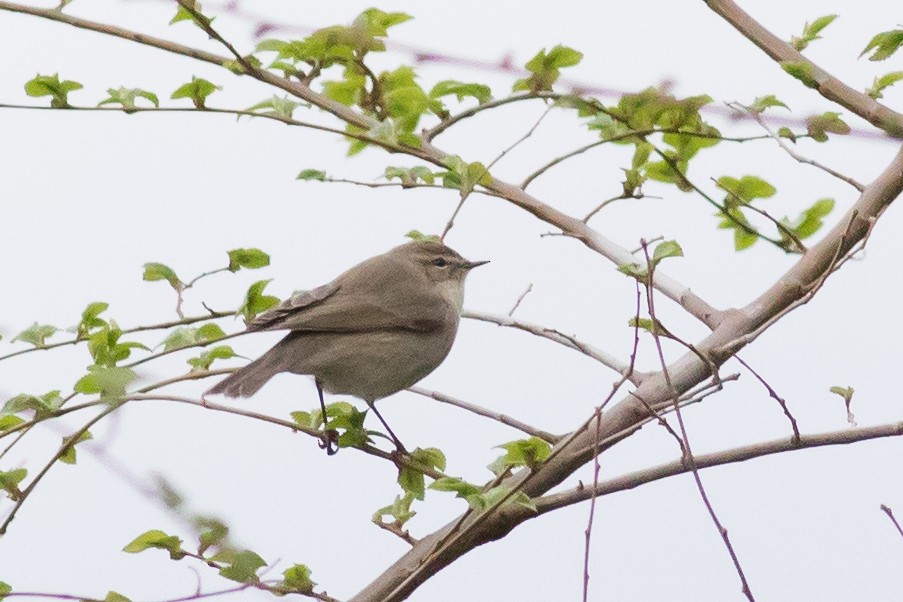 Common Chiffchaff (Siberian) - ML221728481