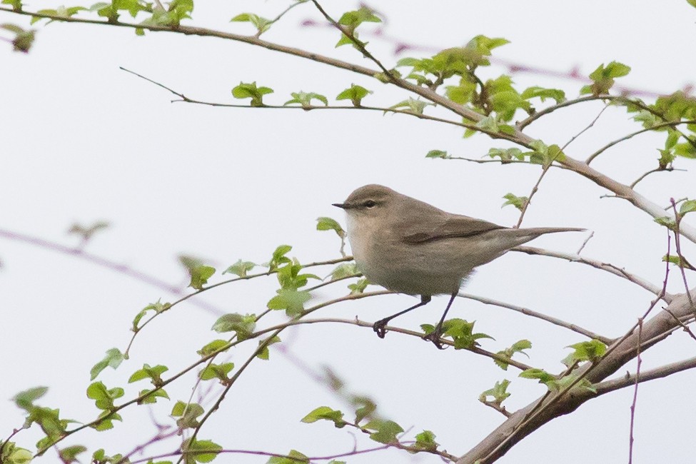 Common Chiffchaff (Siberian) - ML221728491