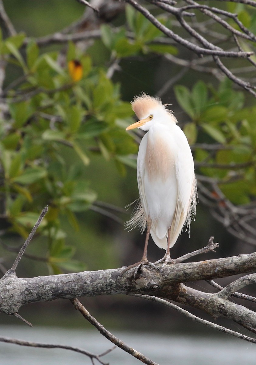 Western Cattle Egret - Harold Brewer