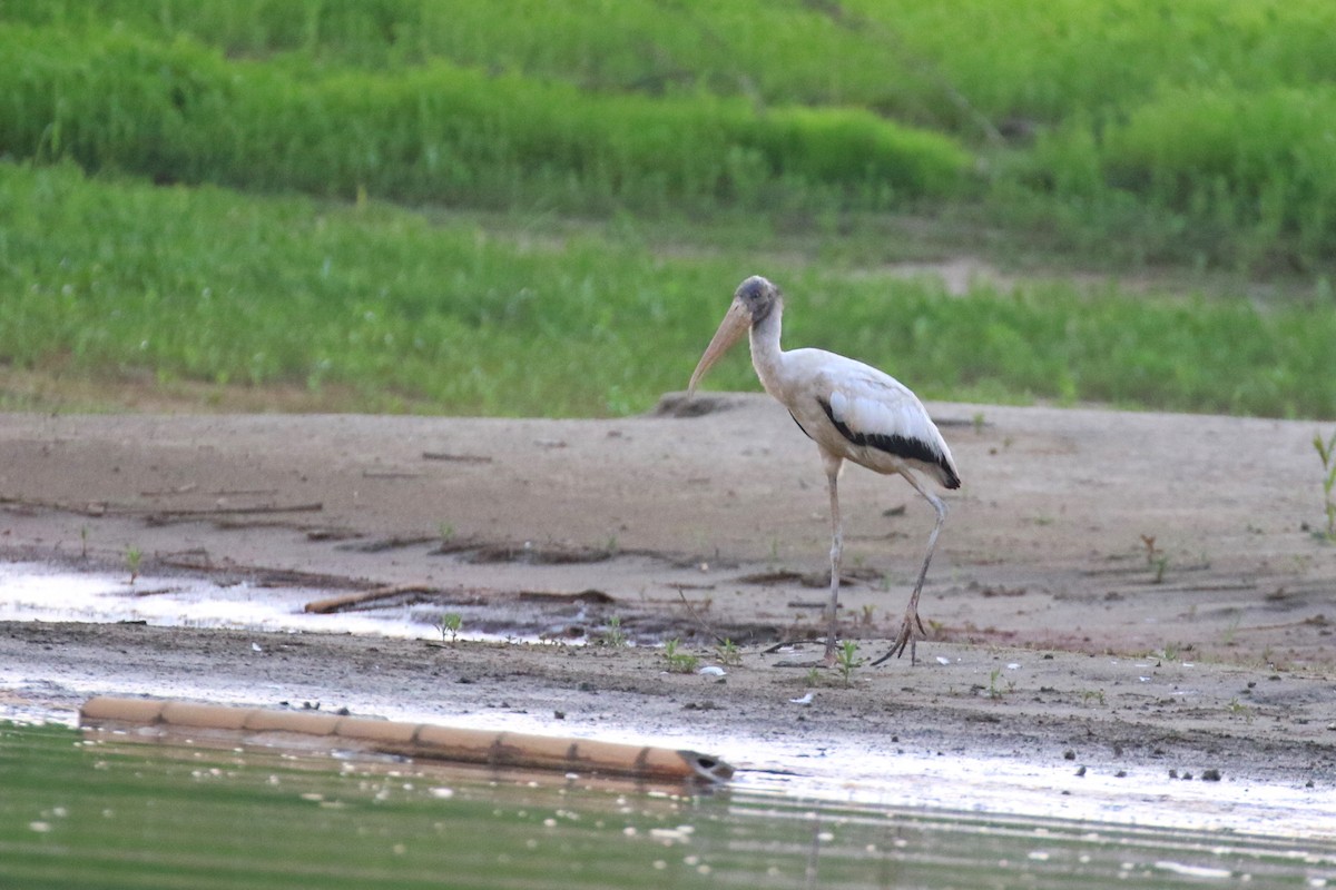 Wood Stork - ML221728931