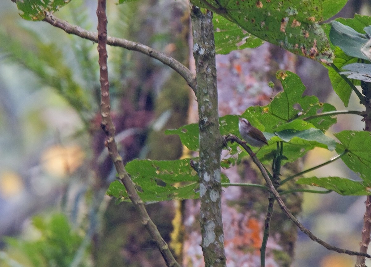 White-browed Crombec (White-browed) - ML221729091