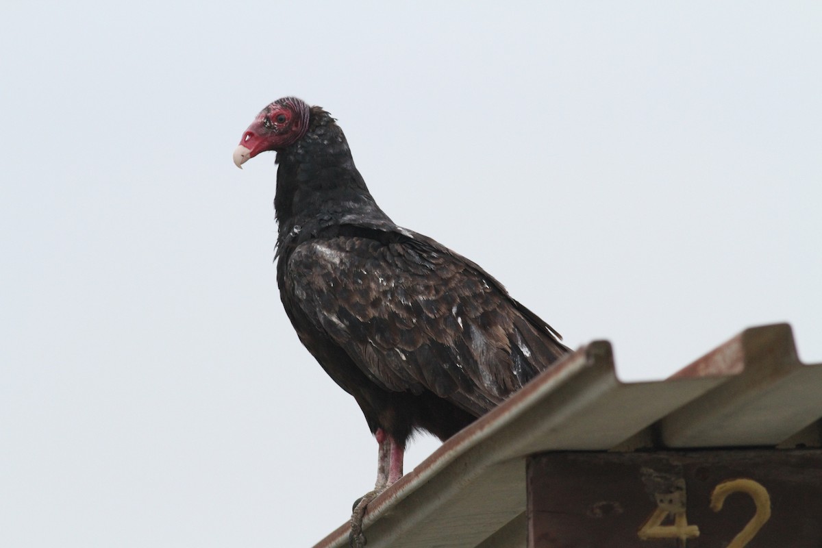 Turkey Vulture - Simon Davies