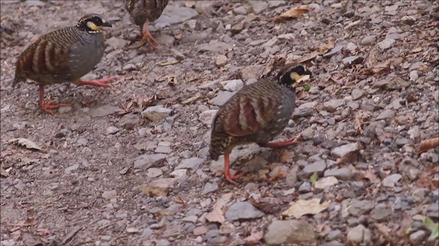 Taiwan Partridge - ML221729461