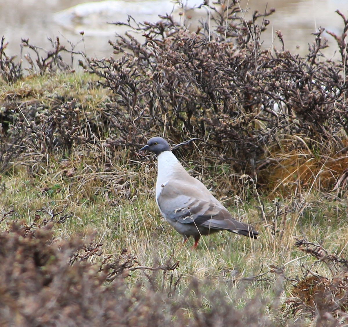 snødue - ML221730351