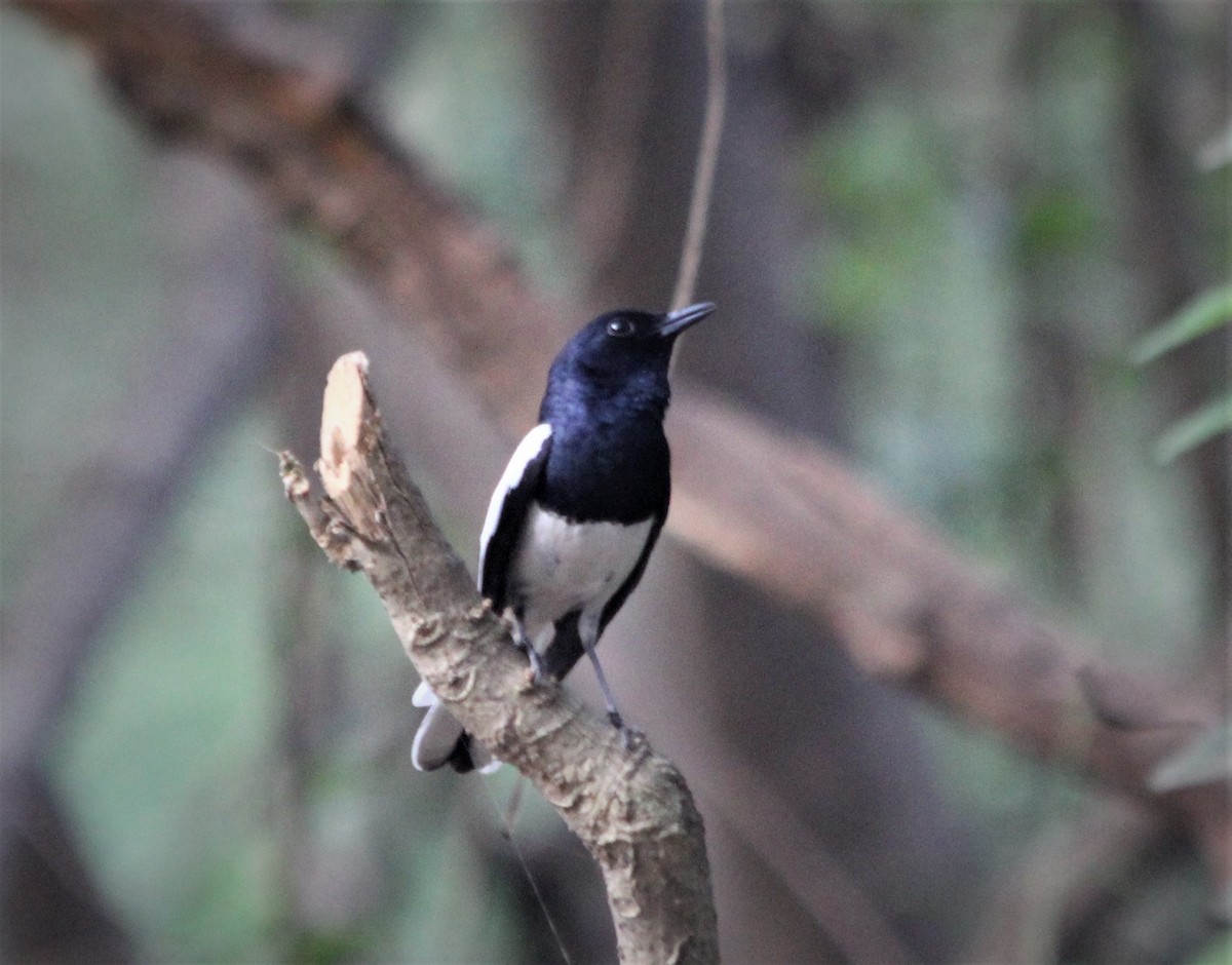 Oriental Magpie-Robin - ML221732041