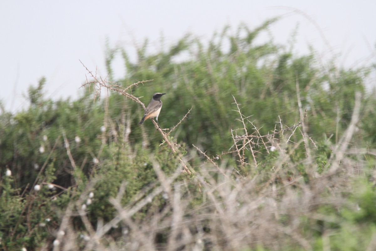Kurdish Wheatear - ML221733501