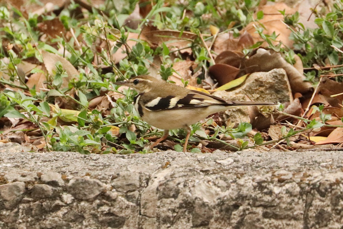 Forest Wagtail - ML221733851