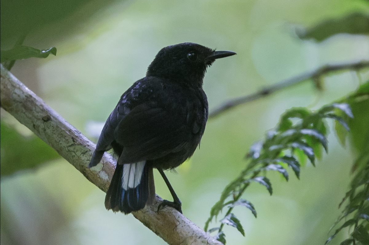 Taveuni Silktail - Simon Colenutt