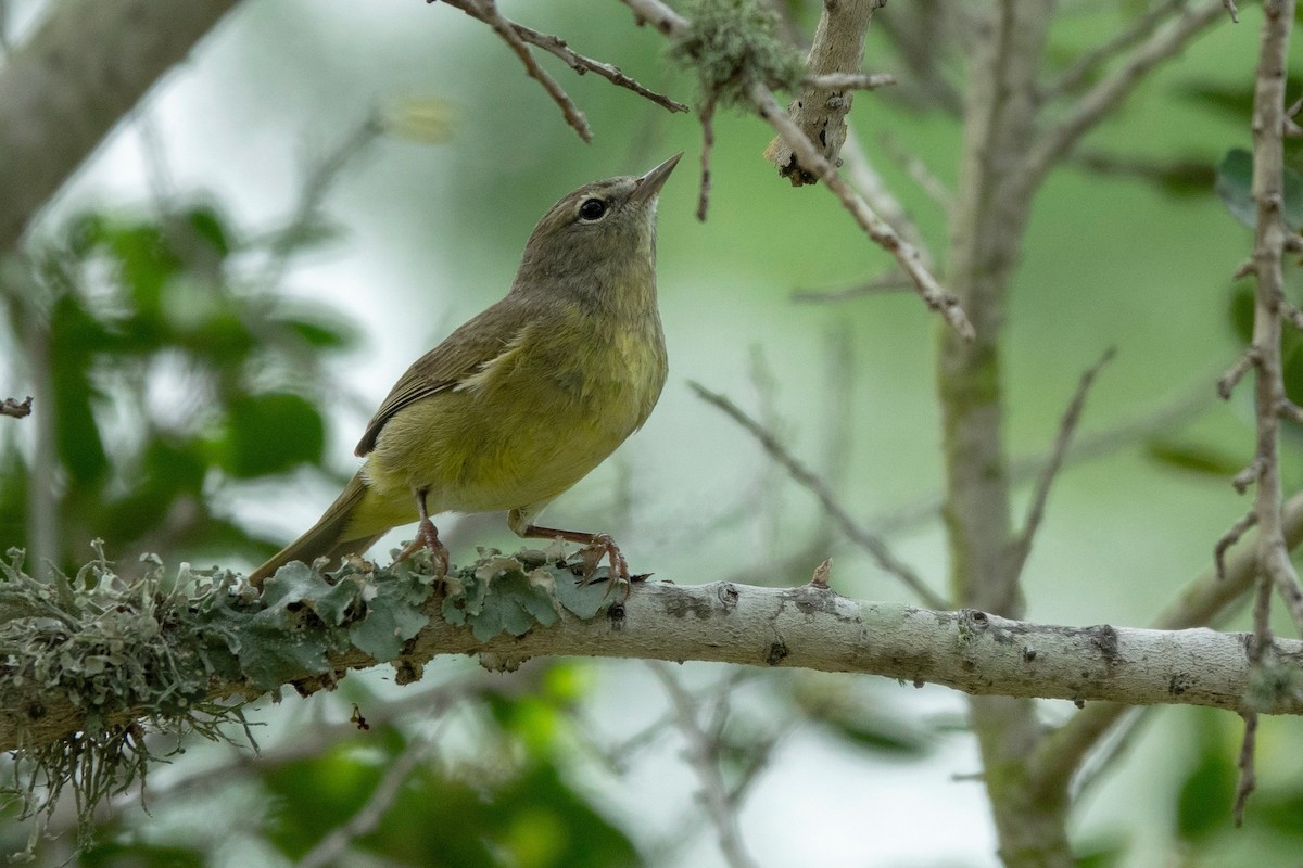 Orange-crowned Warbler - ML221734841