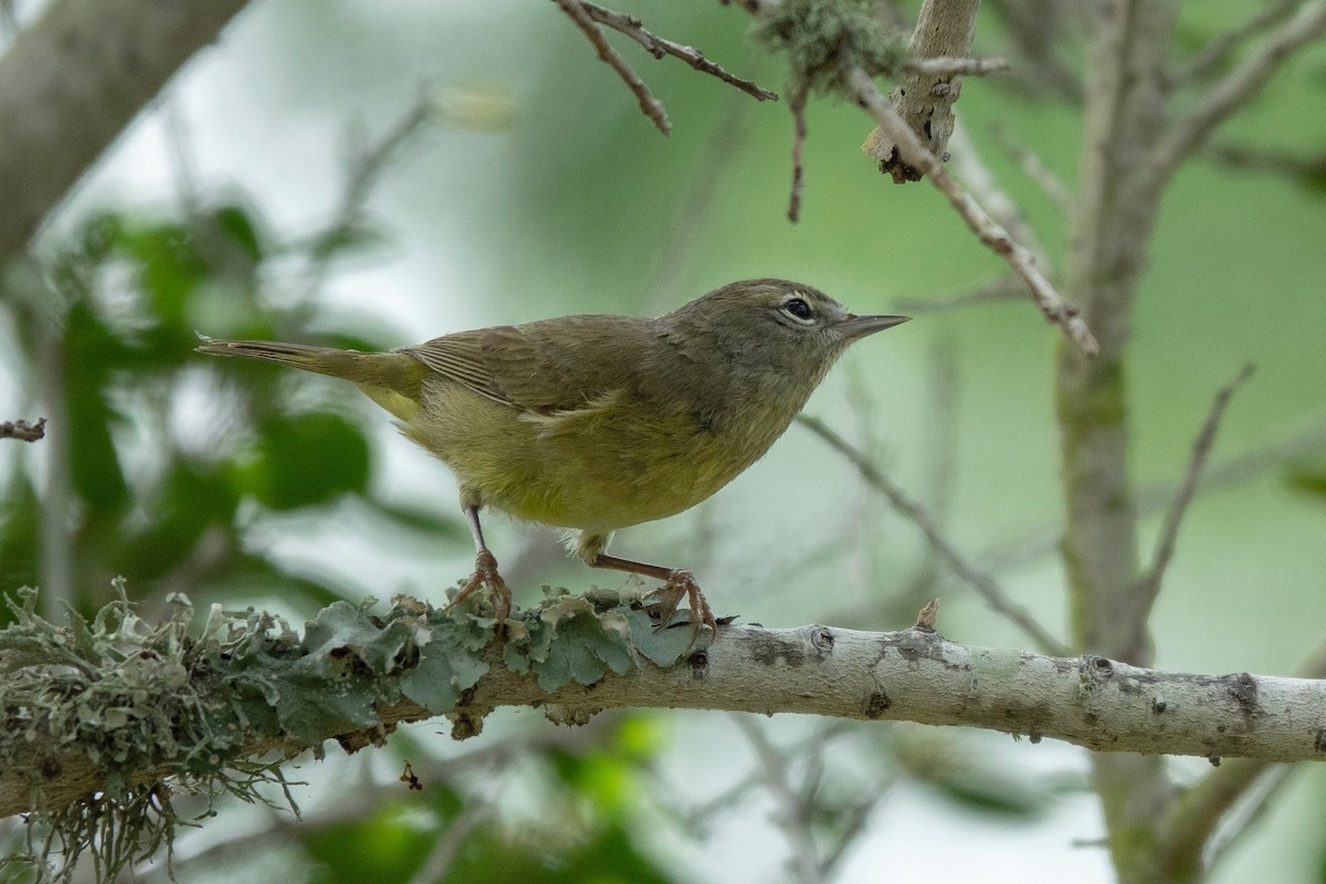 Orange-crowned Warbler - Andy Liu