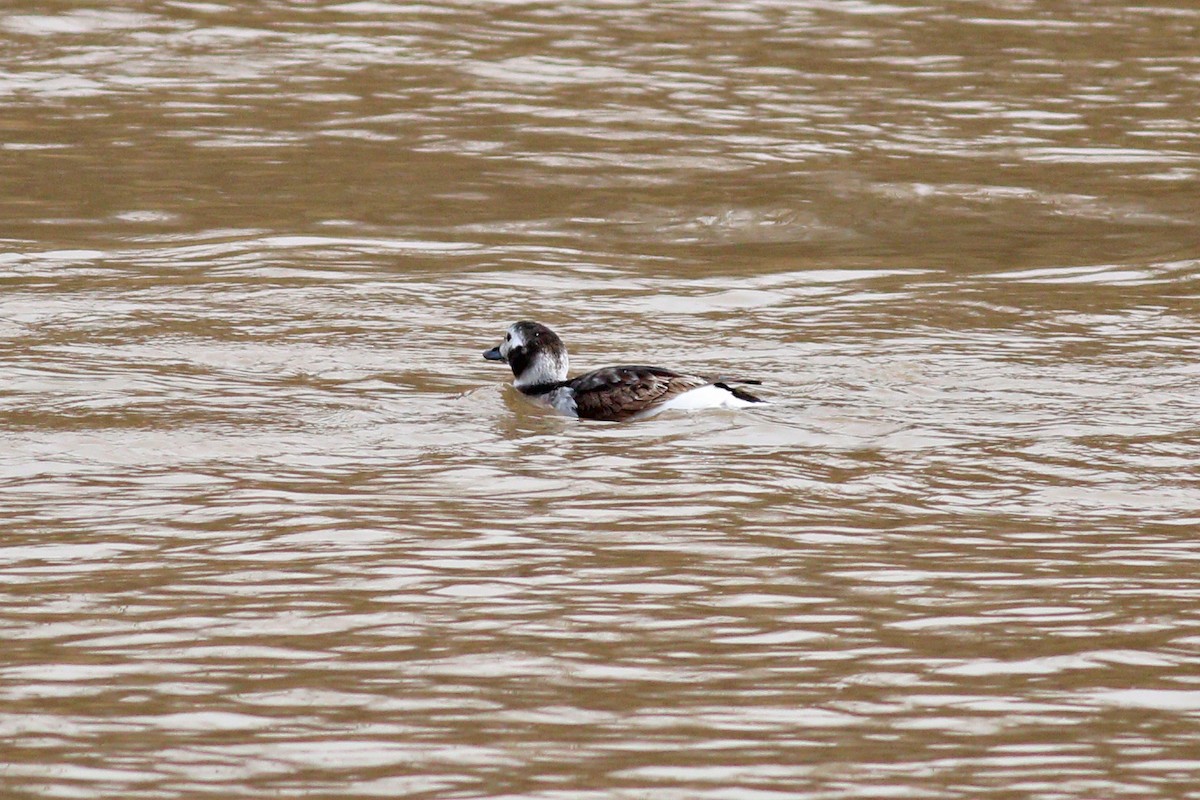 Long-tailed Duck - ML221734901