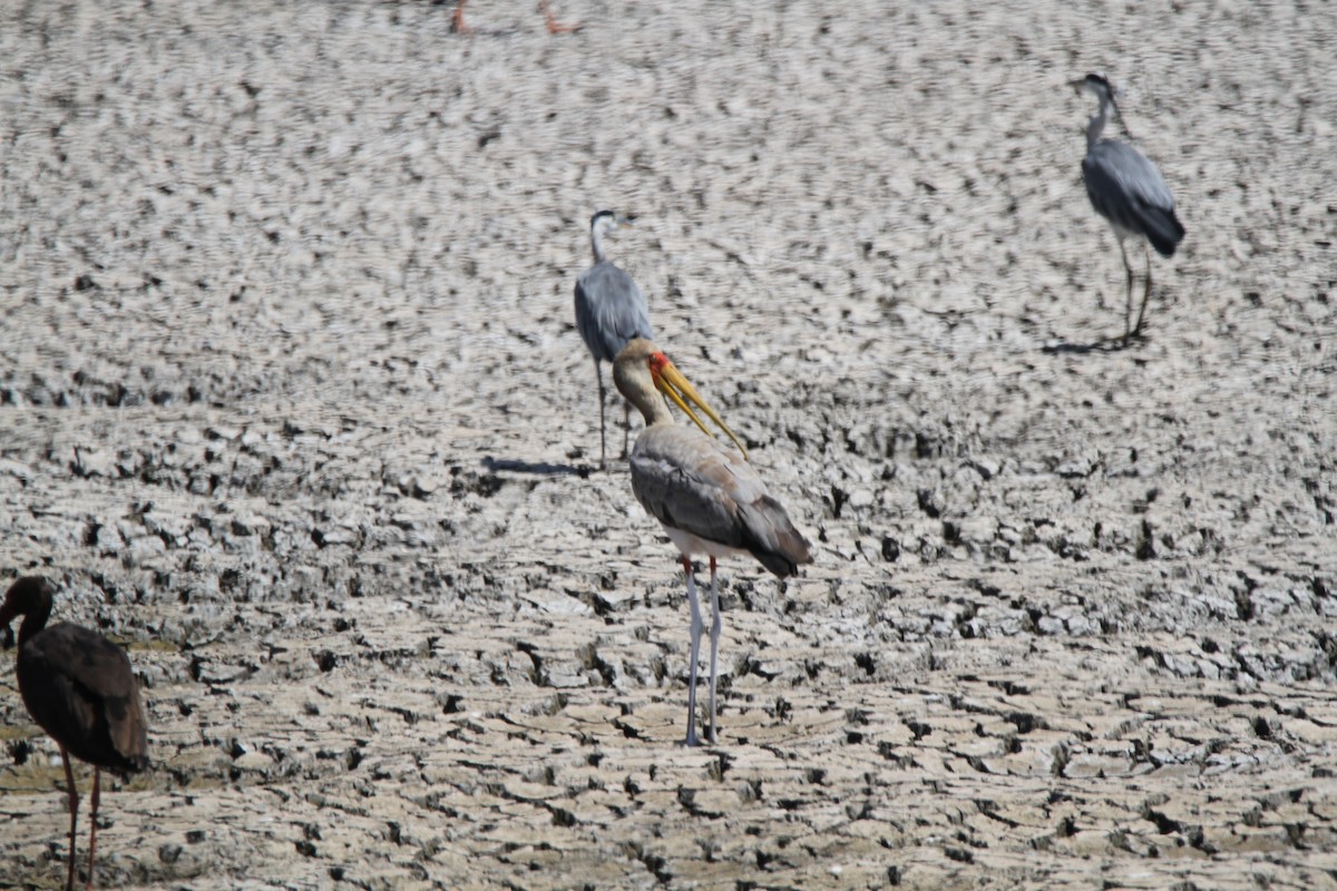 Yellow-billed Stork - ML221736251