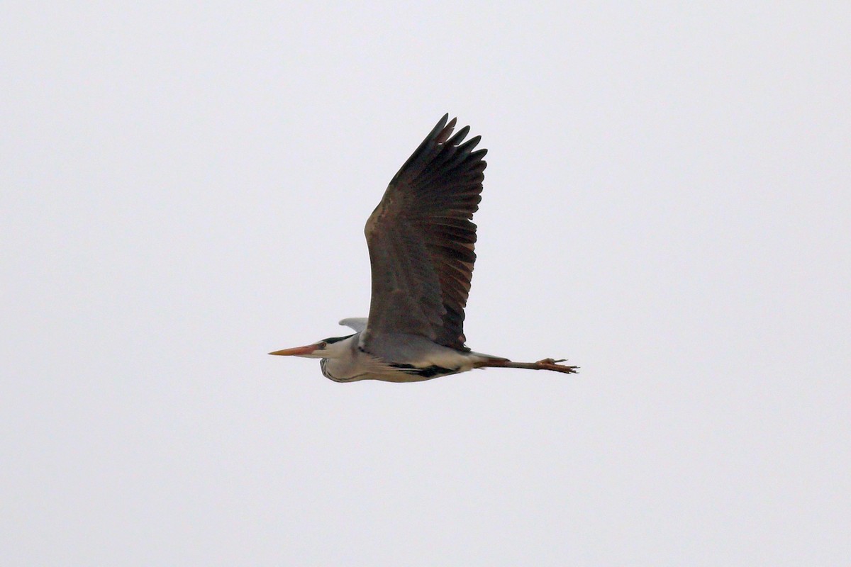 Gray Heron - ML221736331