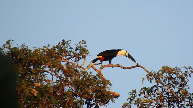 White-throated Toucan - ML221737001