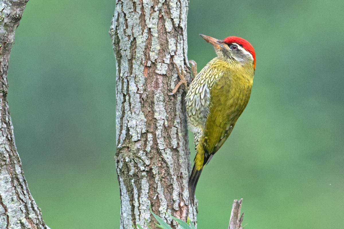 Streak-throated Woodpecker - ML221737621