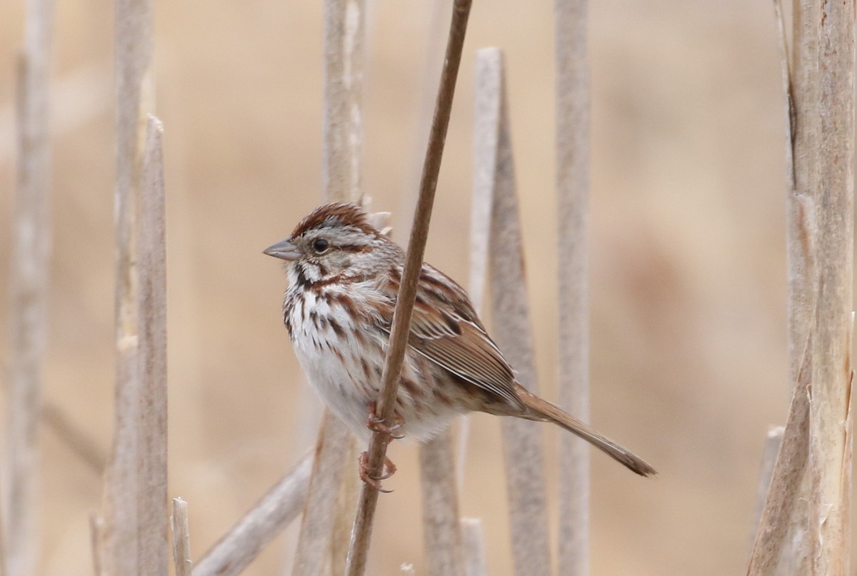 Song Sparrow - Robert Dixon