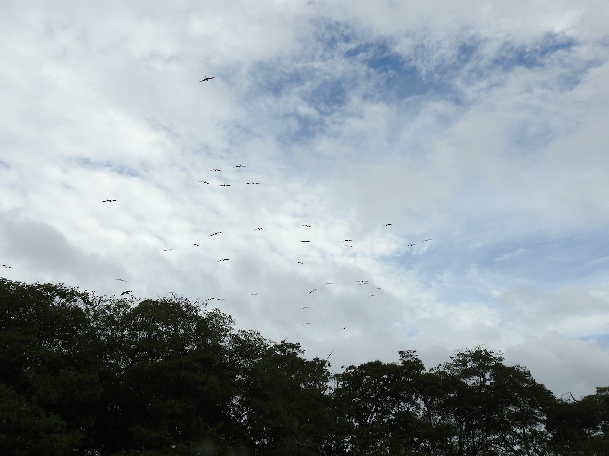 Magnificent Frigatebird - ML22173771