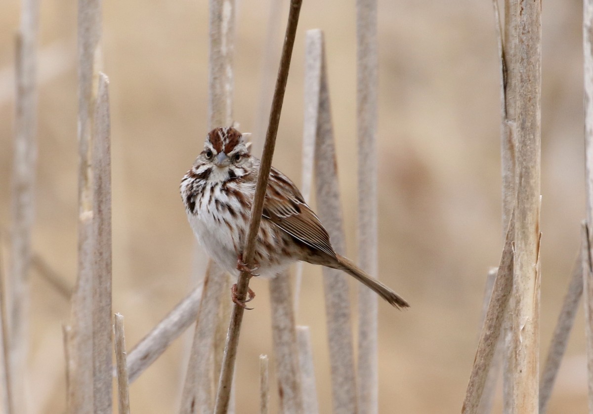 Song Sparrow - Robert Dixon