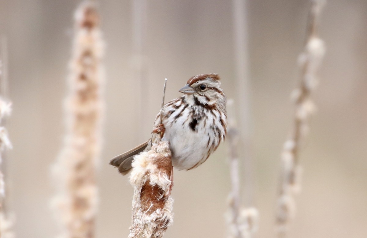 Song Sparrow - ML221737811