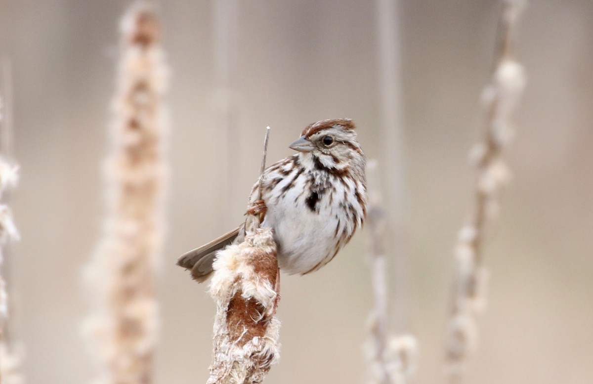 Song Sparrow - Robert Dixon