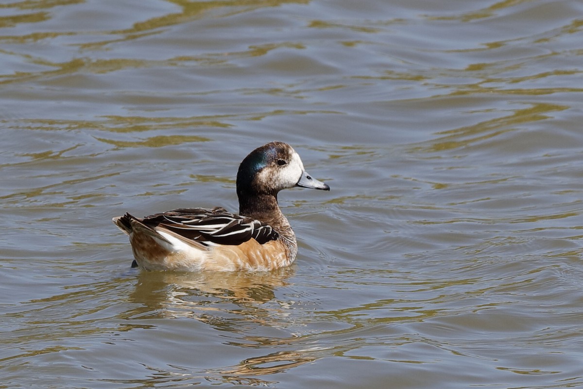 Chiloe Wigeon - ML221737851