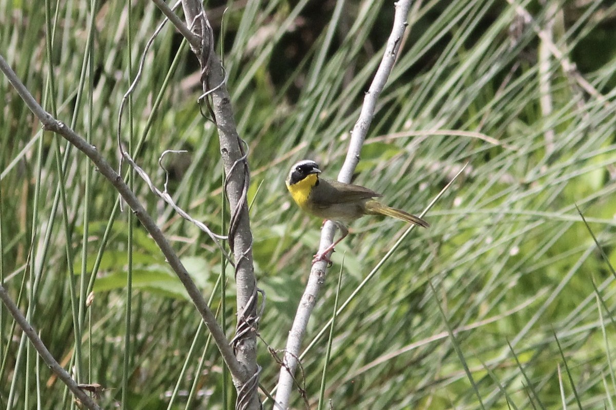 Common Yellowthroat - ML221738291