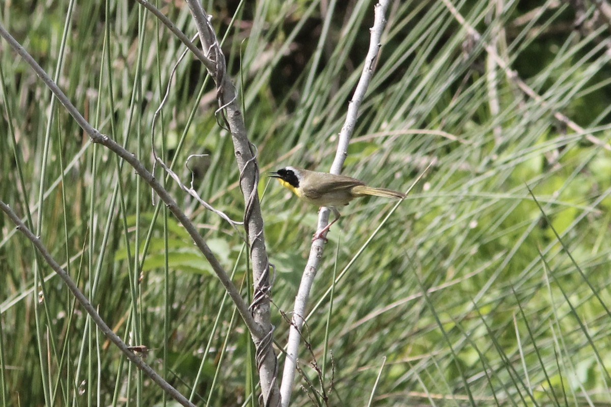 Common Yellowthroat - ML221738301