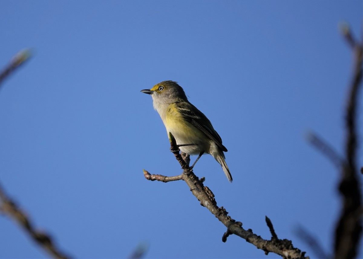White-eyed Vireo - ML221739181