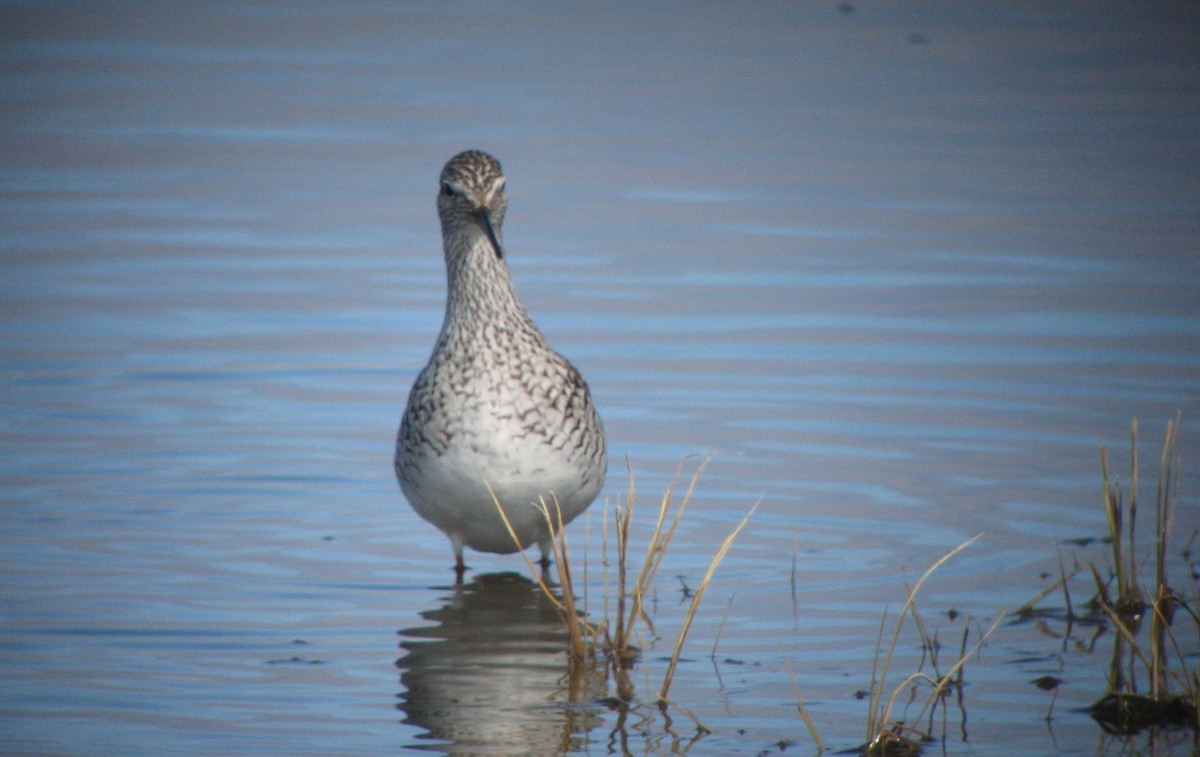 gulbeinsnipe - ML22174211