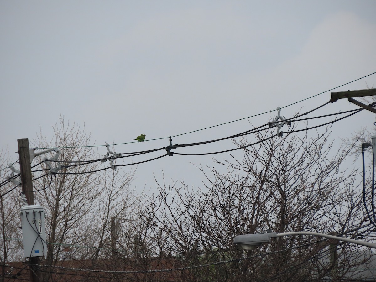 Monk Parakeet - ML221742151