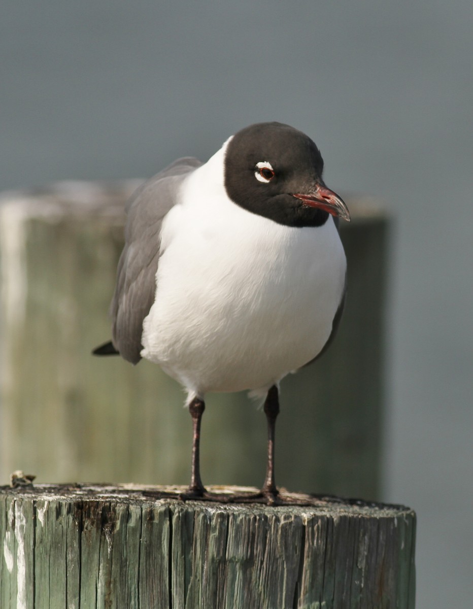 Laughing Gull - ML221743701