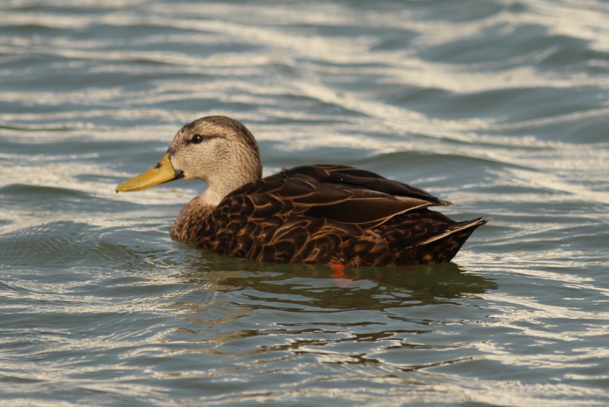 Mottled Duck - ML221743891