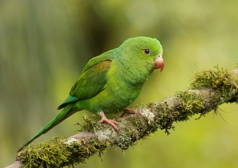 Plain Parakeet - Brotogeris tirica - メディア検索 - Macaulay