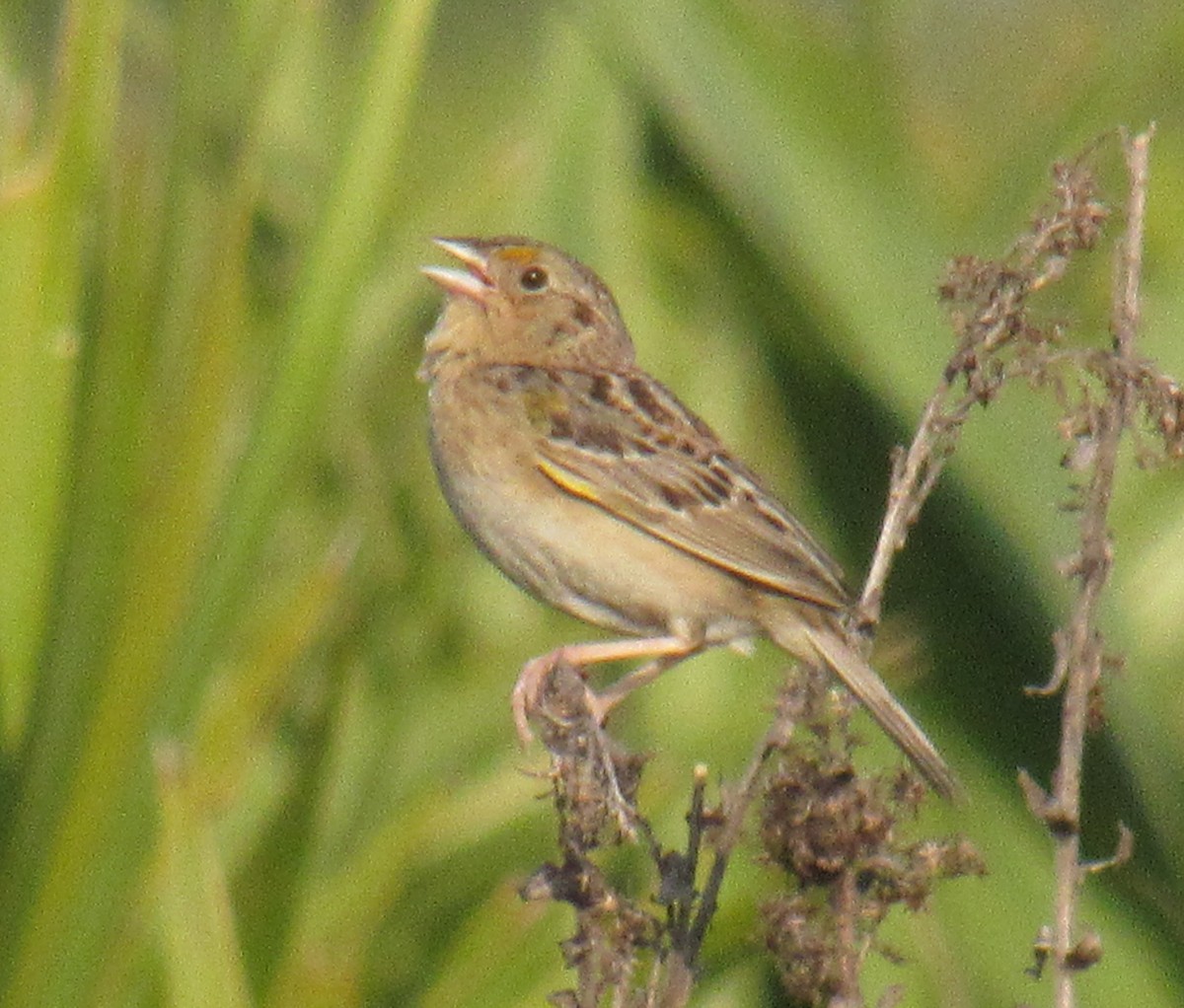 Grasshopper Sparrow - ML221749621