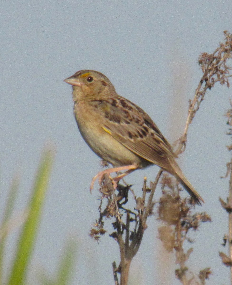 Grasshopper Sparrow - Jenna Atma