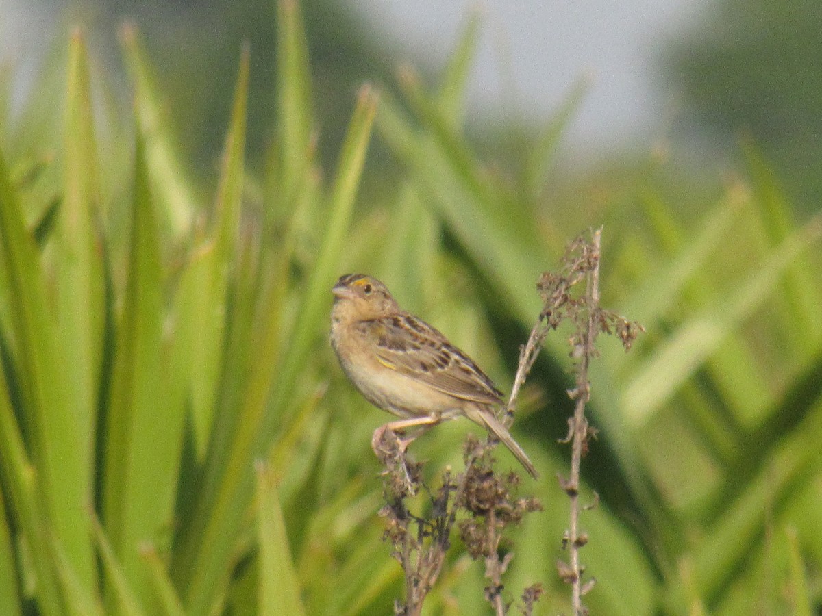 Grasshopper Sparrow - ML221749661