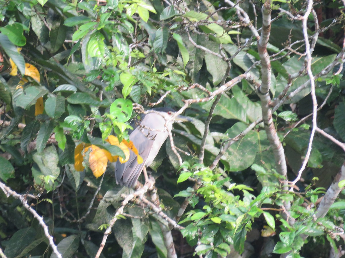 Black-crowned Night Heron - ML221750181